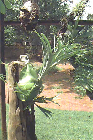 P. alcicorne African form
