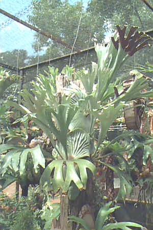 P. alcicorne Madagascan form