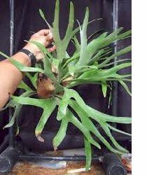 P. alcicorne mounted
