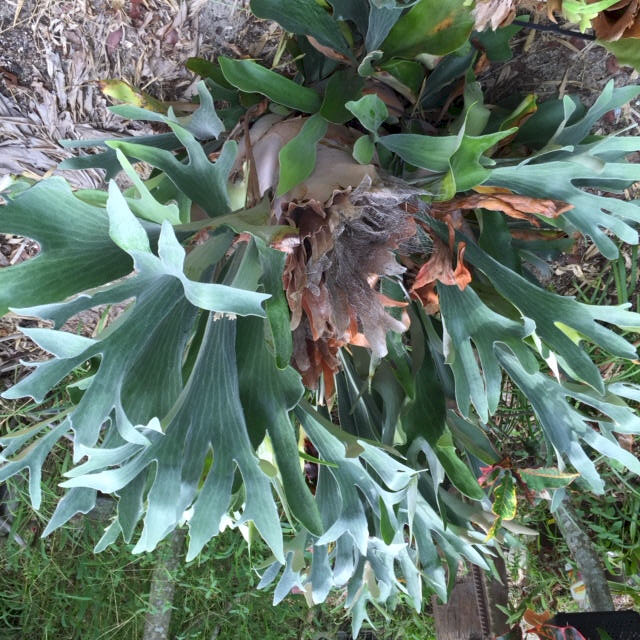 P. hillii Bloomei form