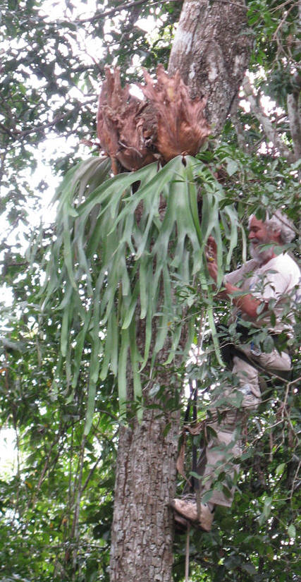 P. andinum profile