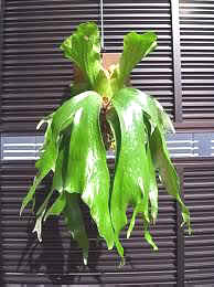 P. stemaria fronds