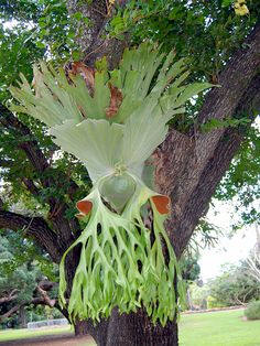 P. superbum fronds