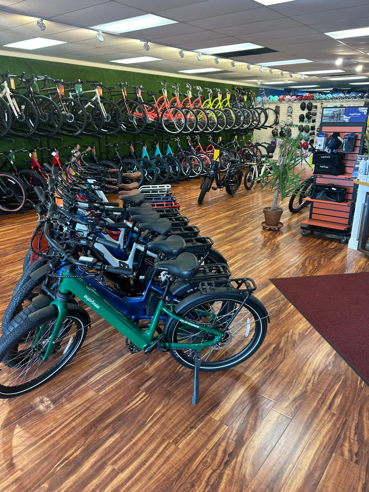 Wide showroom view with Euphree fat-tire electric bikes in the foreground, Marin and Sun mountain bikes wall-mounted in two tiers, and helmets and Bikase accessories in the back corner