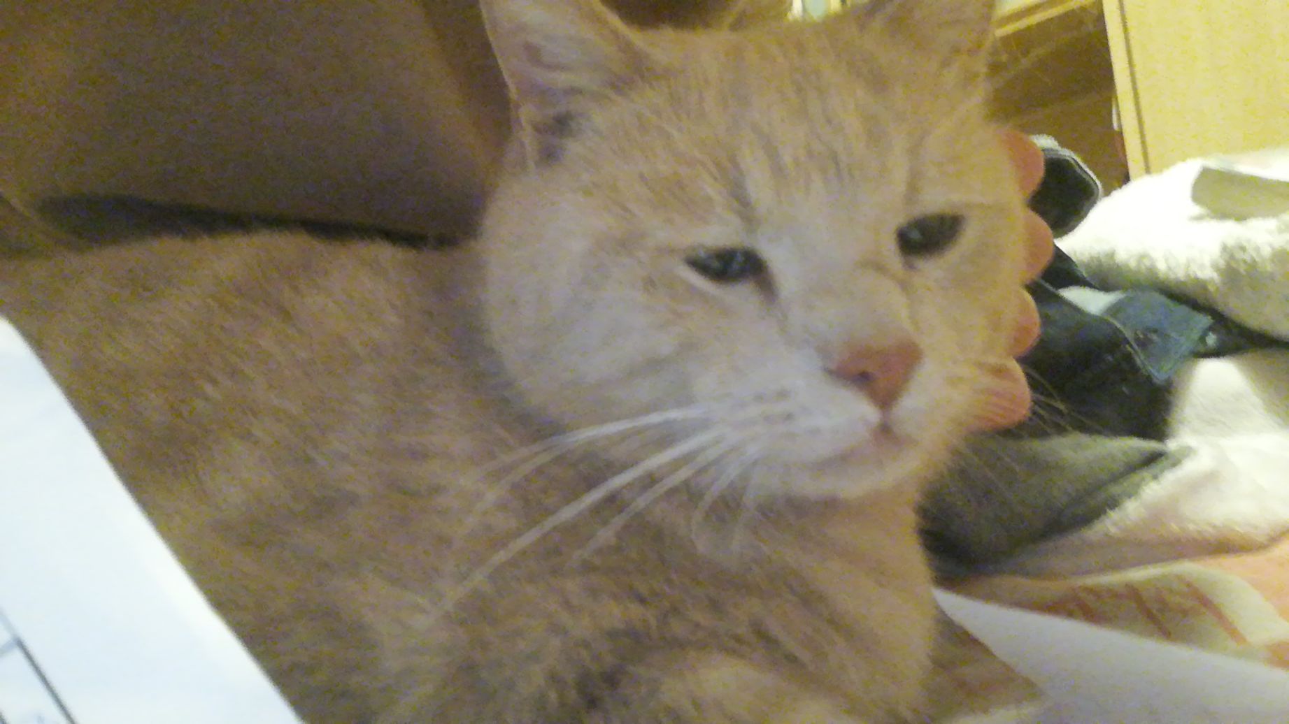 Profile photo of Elisa