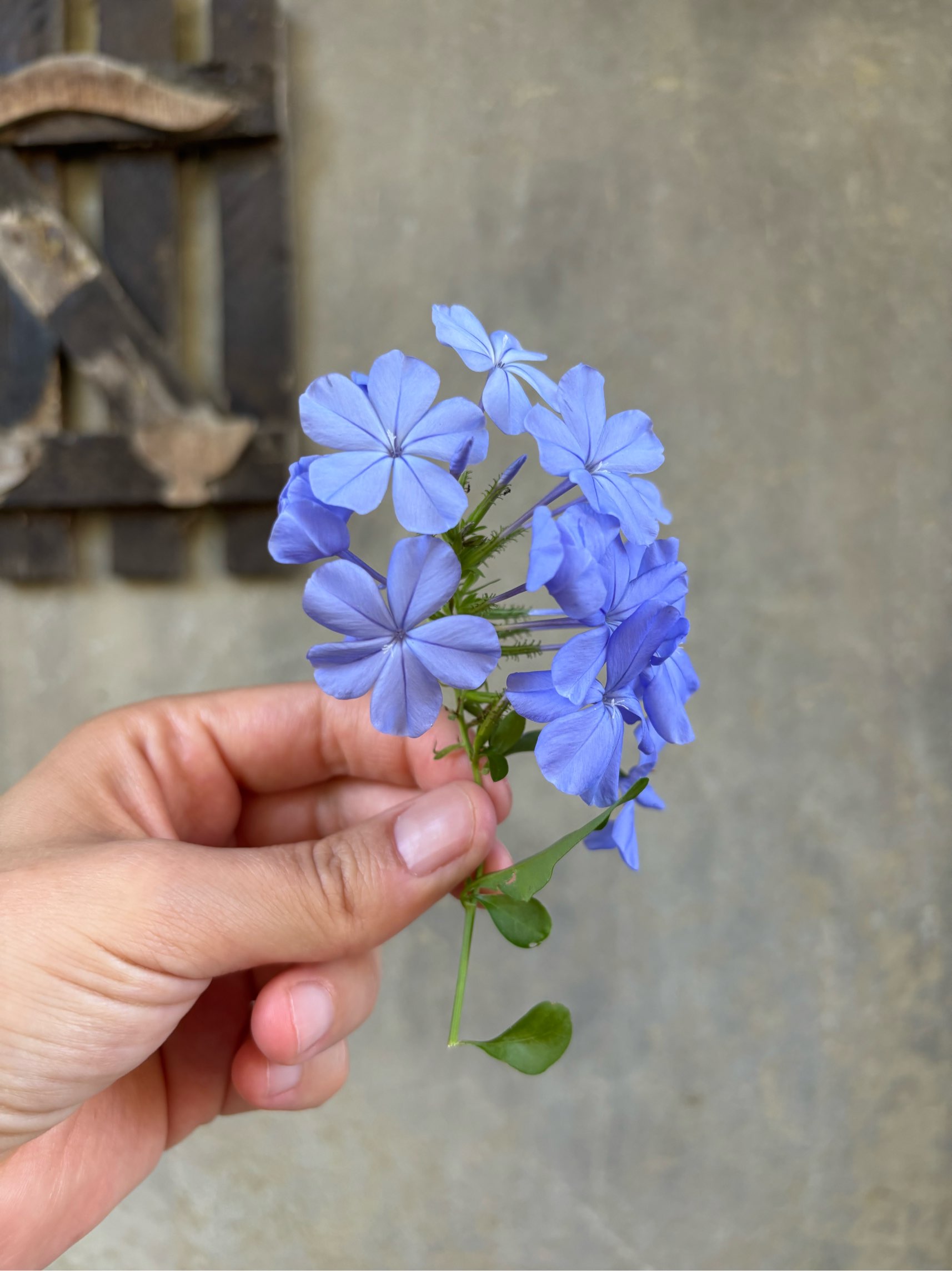 Foto de perfil de Carol