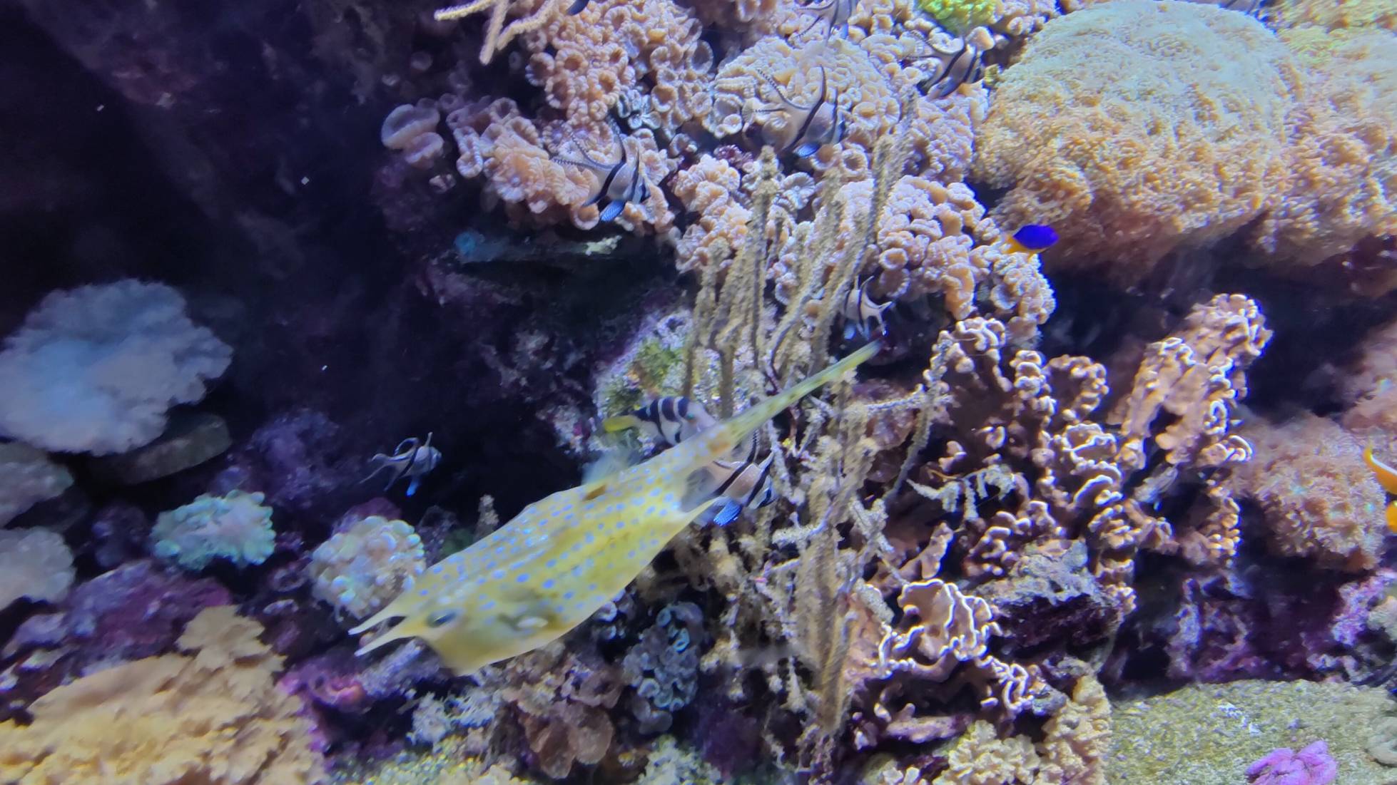 Profile photo of Aurora