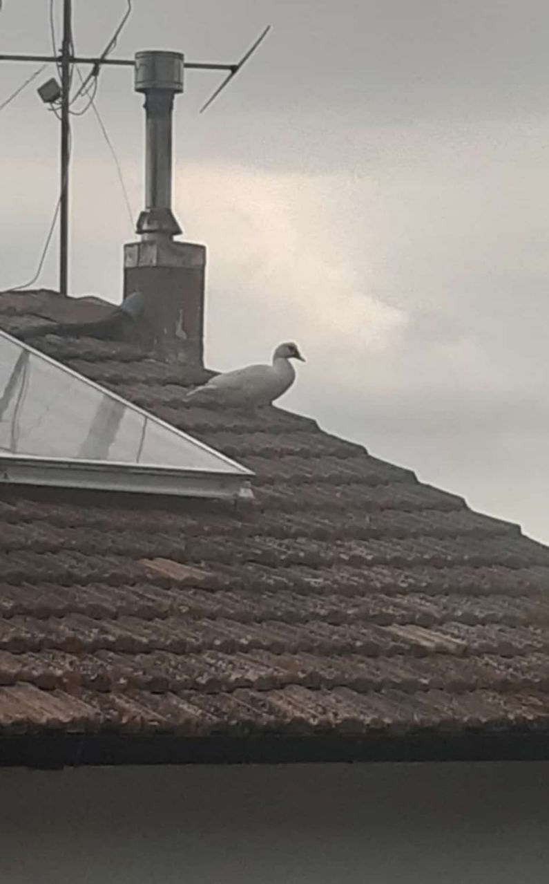 Foto de perfil de Giulia 