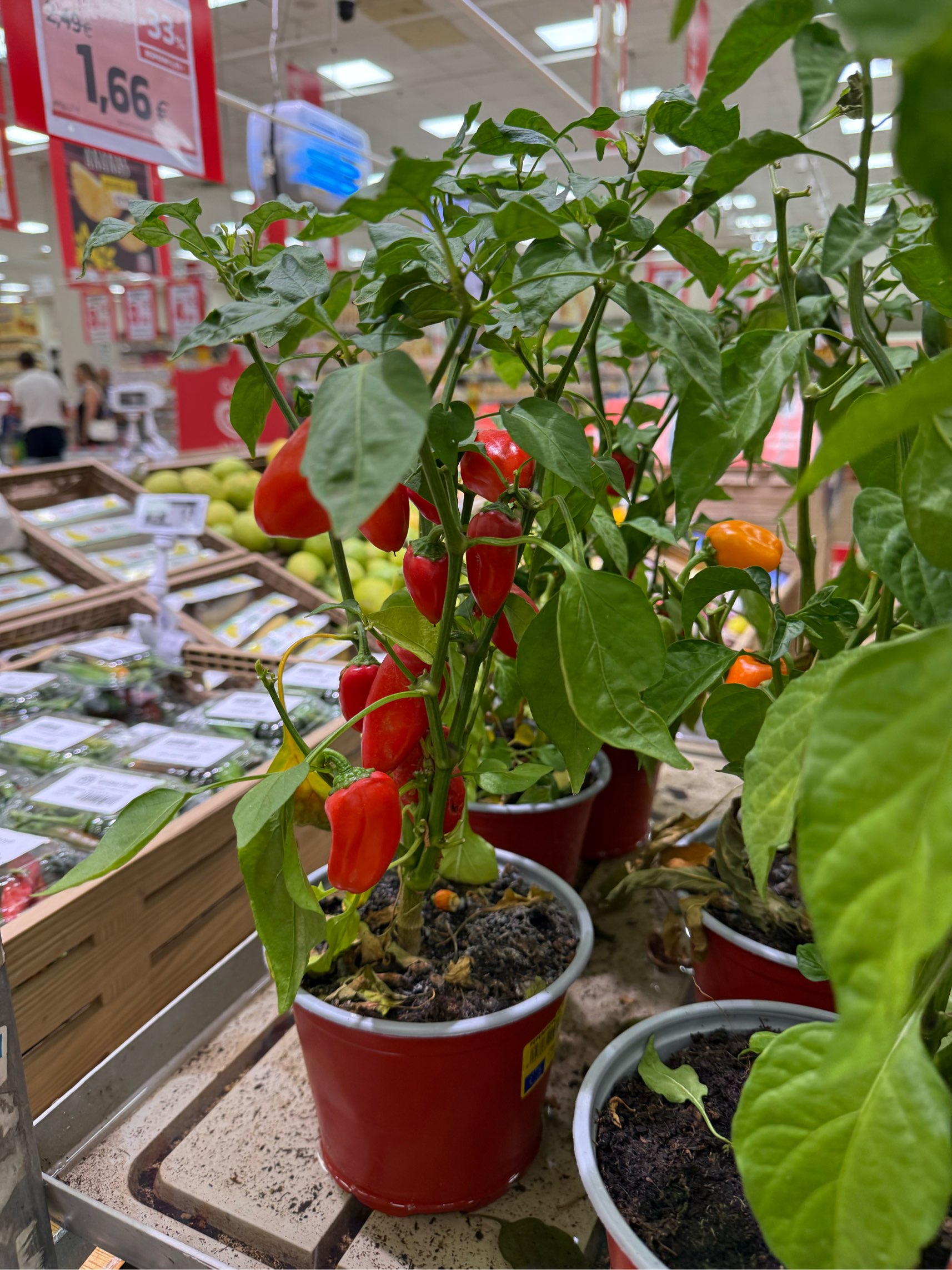 Profilfoto von Mariana