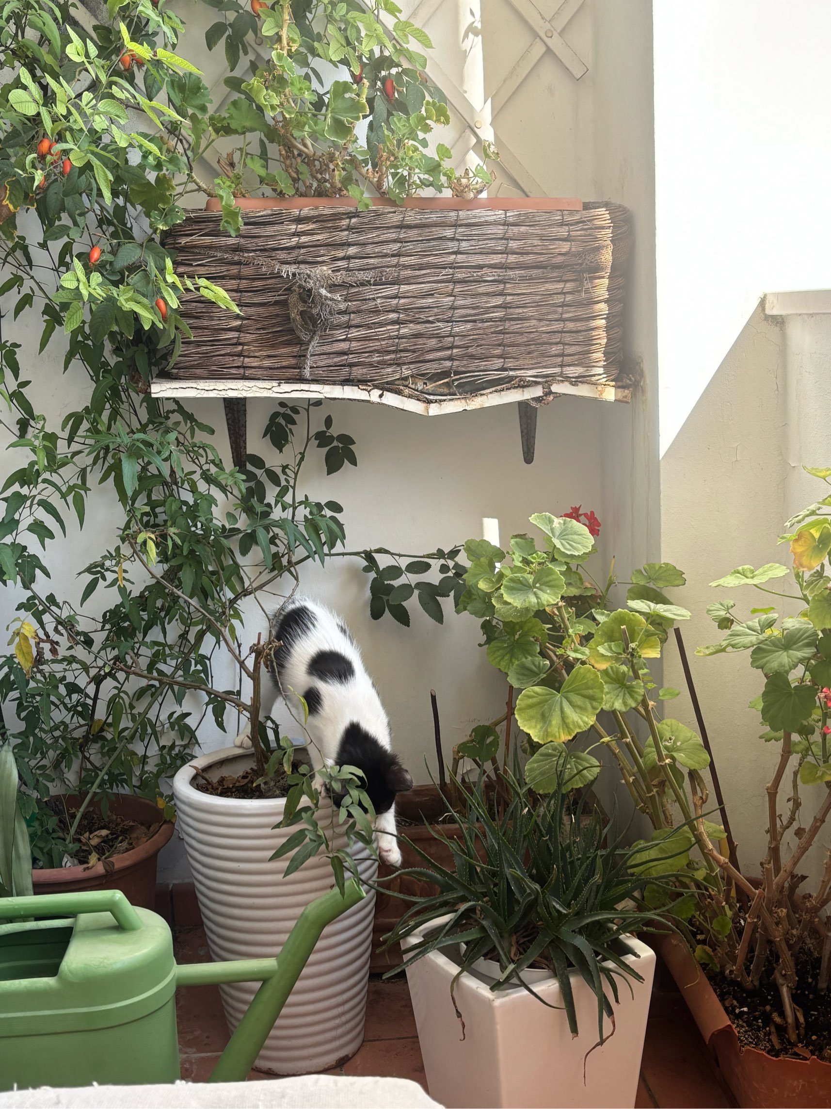 Photo of room in Roma