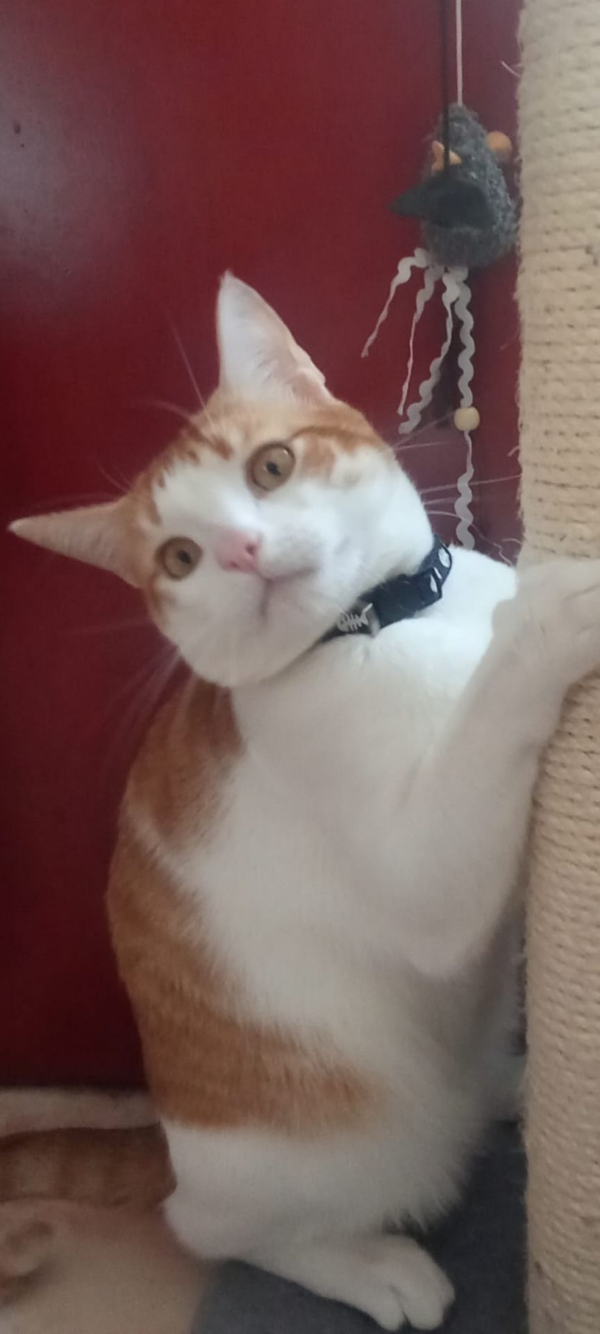 Photo of room in Barcelona