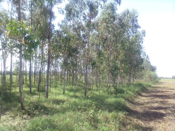 Agricultural Land | Buoye | Kisumu