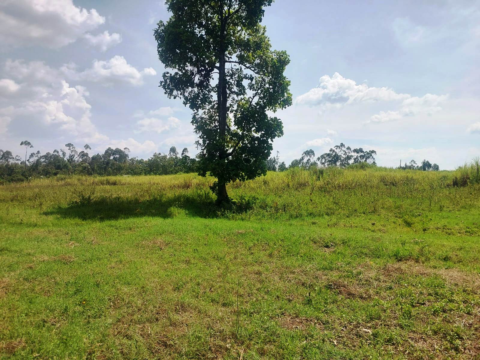 10.5 Acres Land for sale at Mumias, Kakamega County