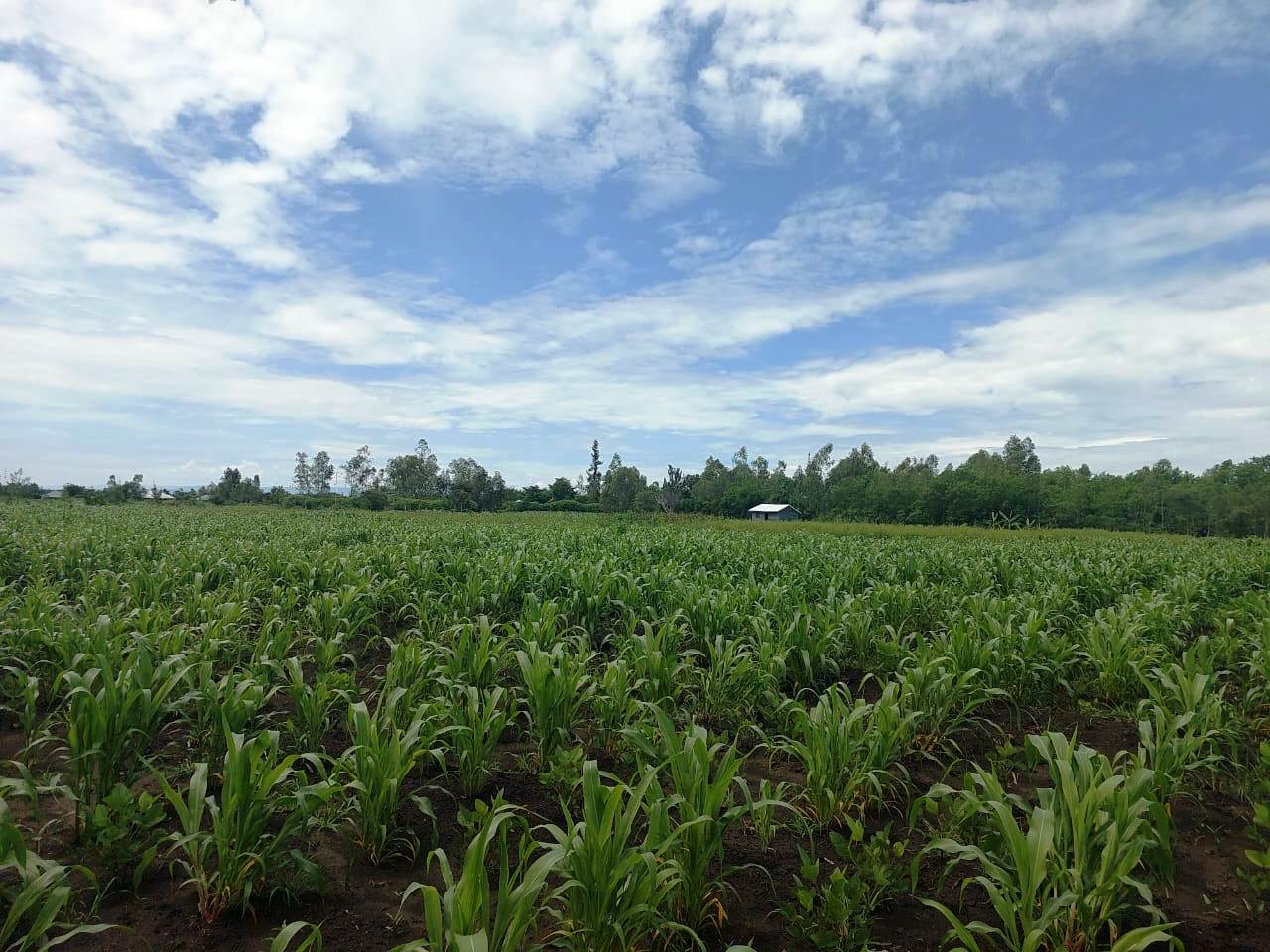 4-Acre Horticultural Farm in Kobura ward, Kisumu County