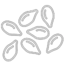 Fennel seeds icon