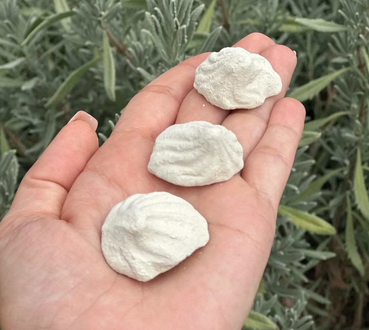 Producto Bella Bruja: CASCARILLA CUBANA 3 UNIDADES
