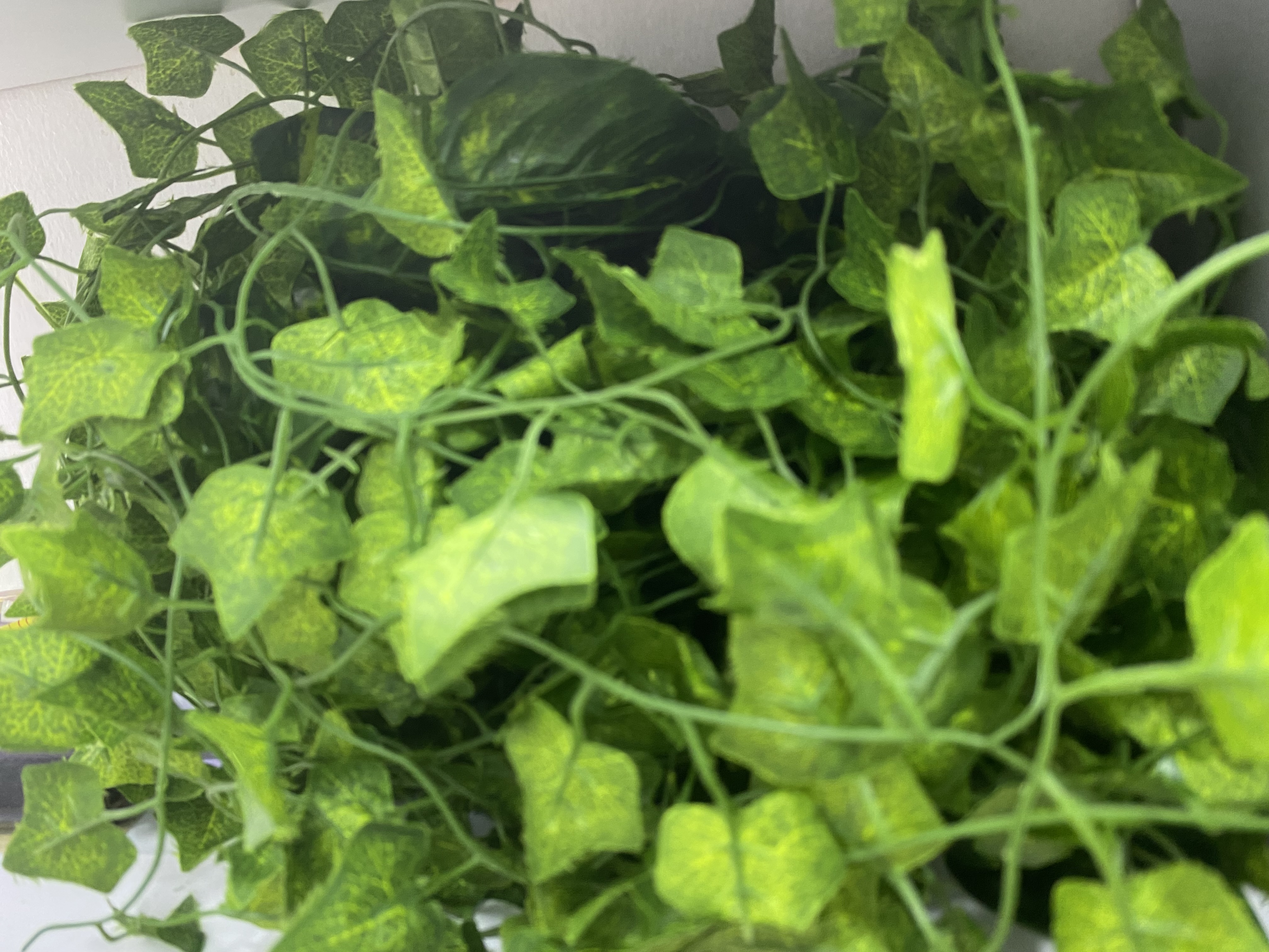 leaf vines