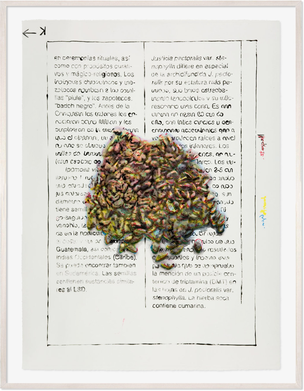 Semillas de maravilla, 2007 