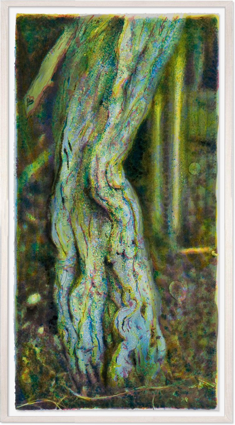 Tronco de Ololiuqui, 2007