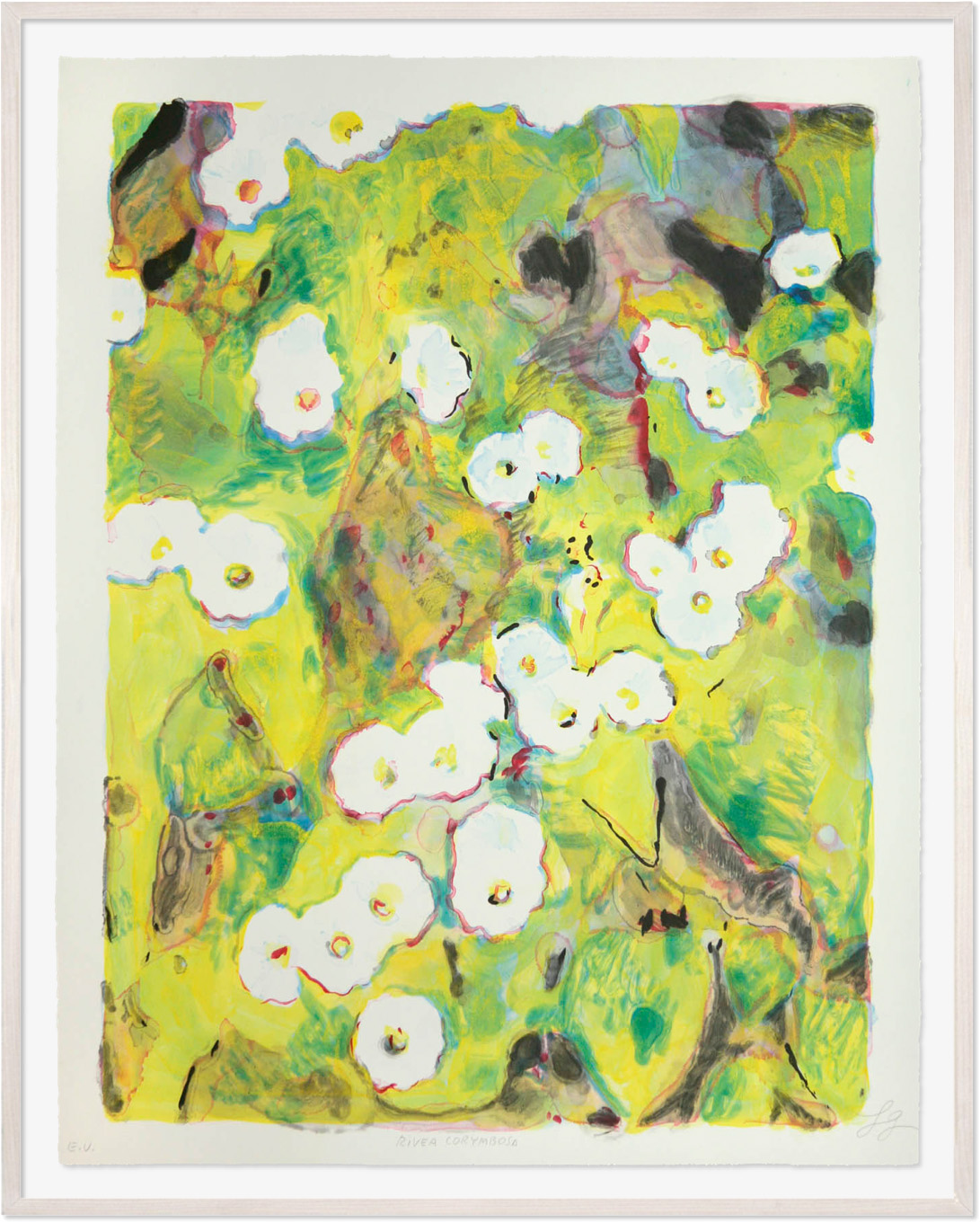 Rivea Corymbosa , 2007