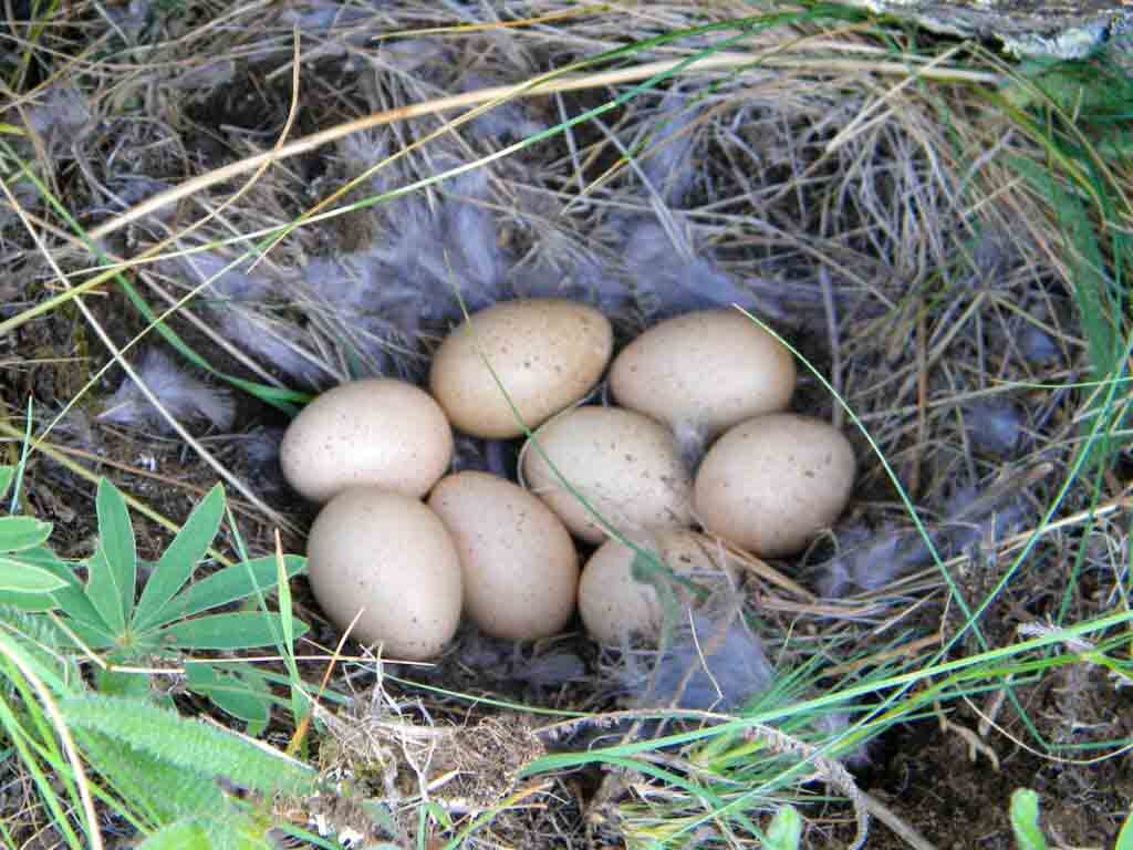 chukar partridge eggs