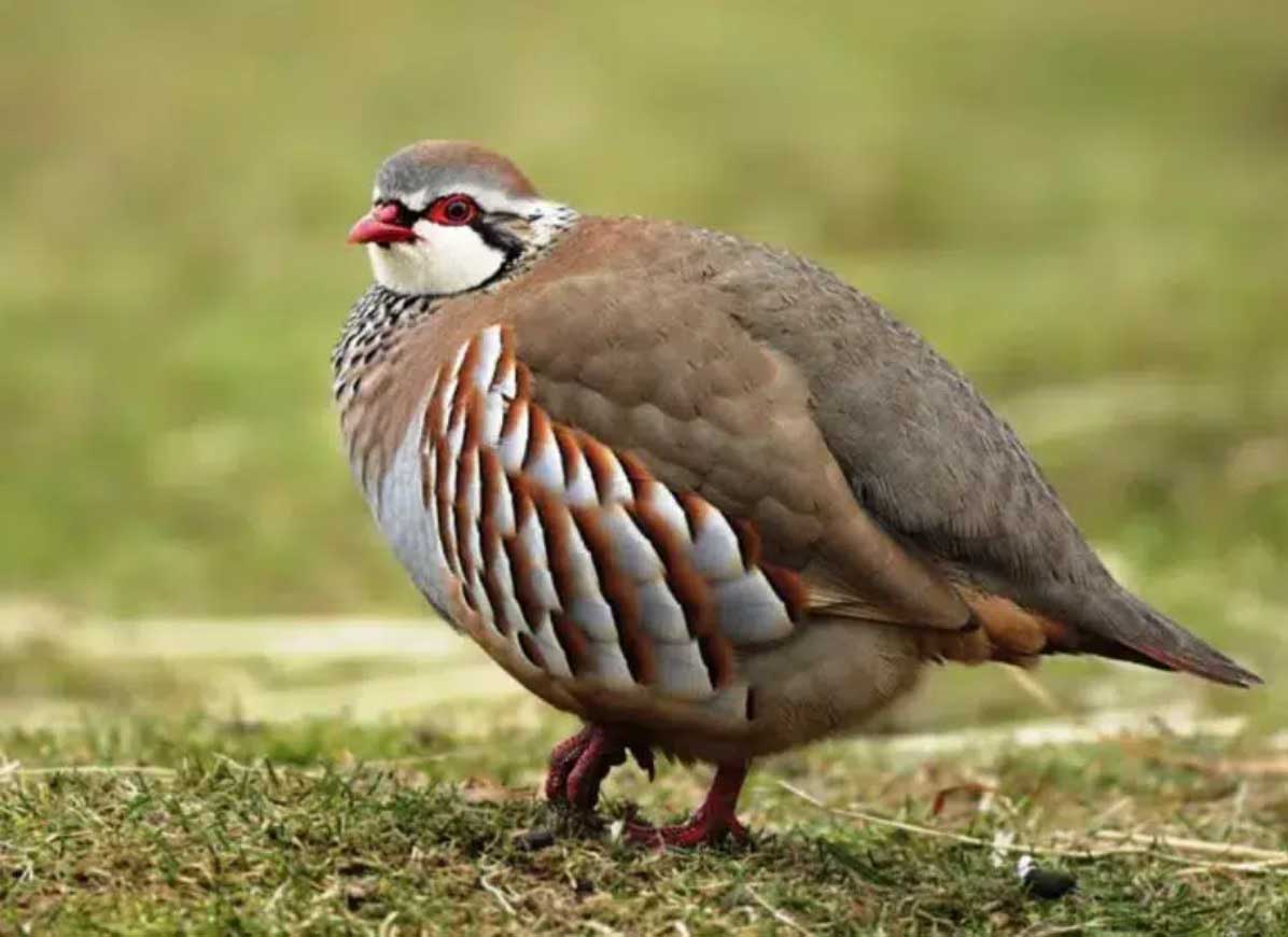 chukar partridge