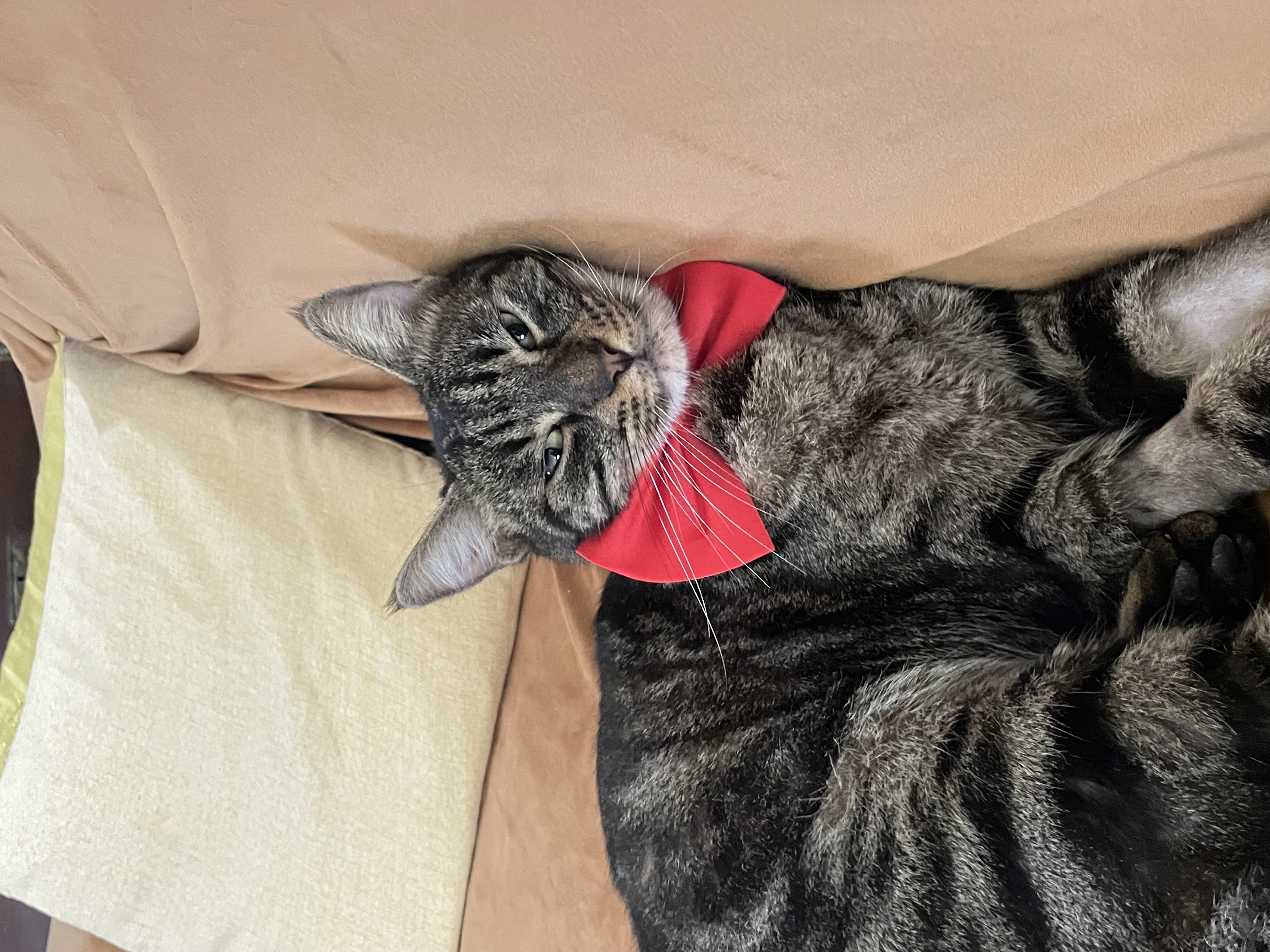 Reviewer profile picture