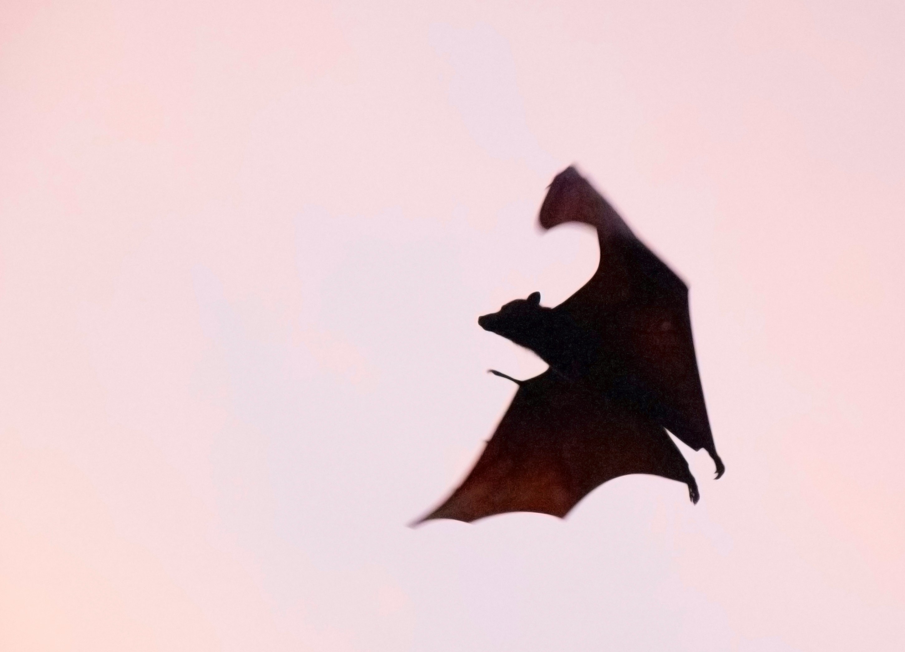 Dark silhouette of a flying bat against a pale pink background.