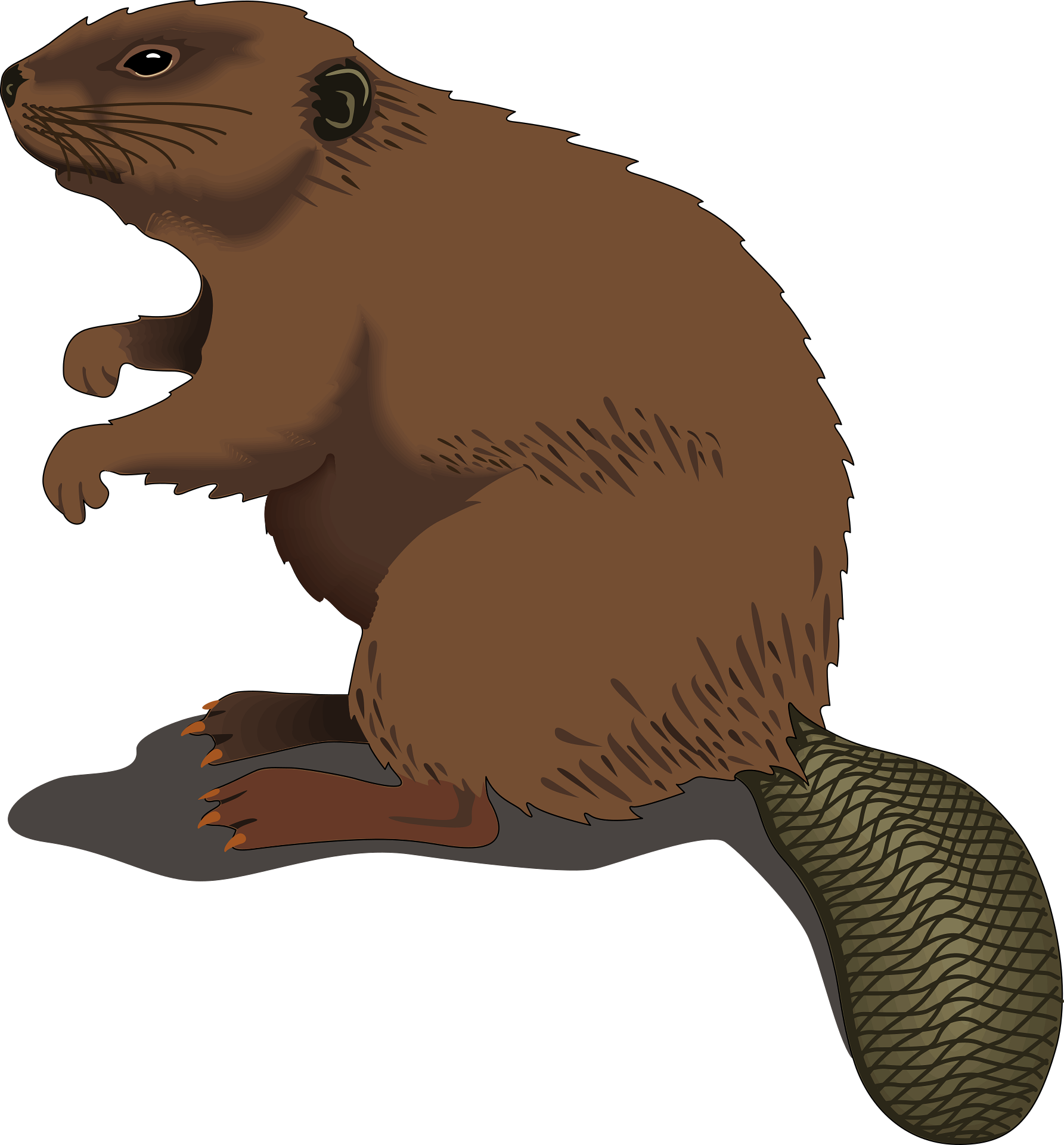 Illustration of a brown beaver with a broad textured tail.