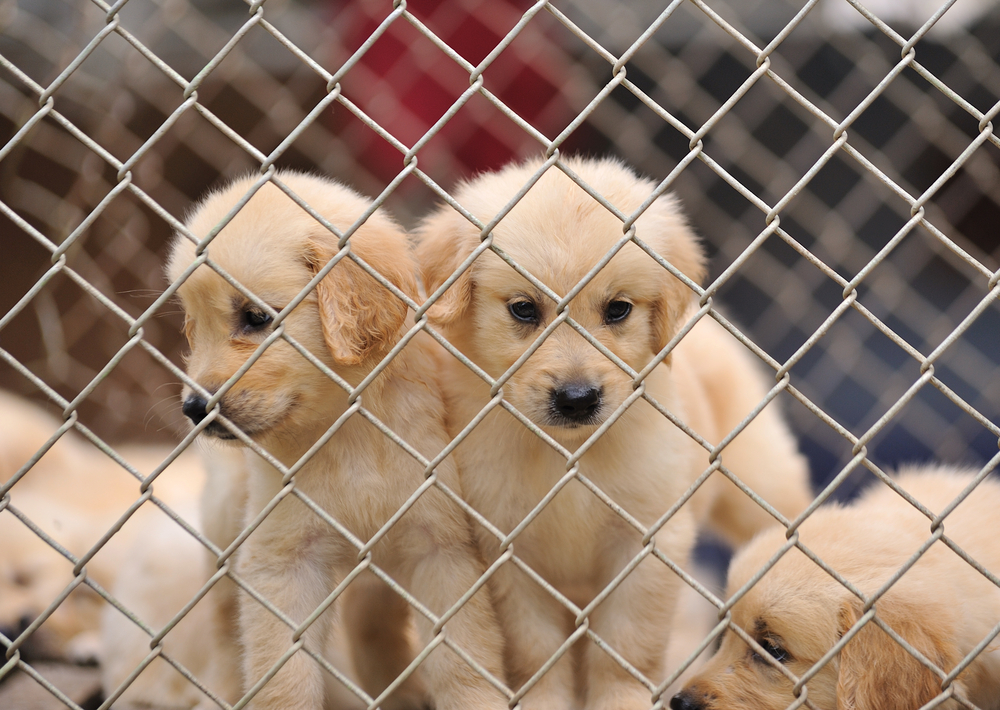 Three light-colored puppies behind chain-link fencing