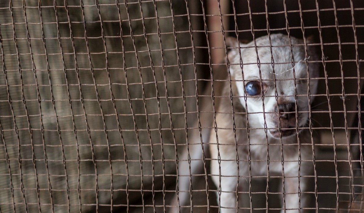 Small white puppy looking through wire fencing