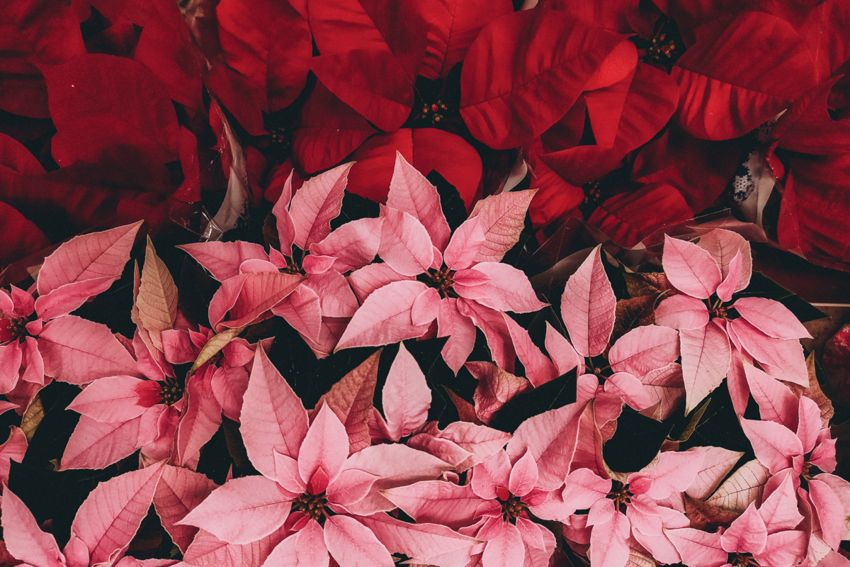 poinsettias