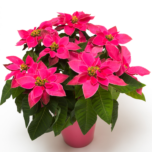 Pink Poinsettias - 4.5 inch