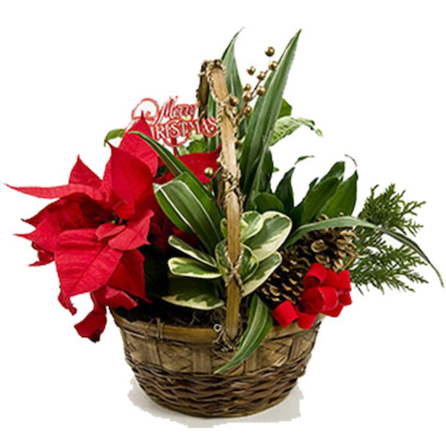 Poinsettia Basket