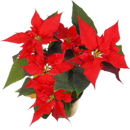 Red Poinsettias - 4.5 inch