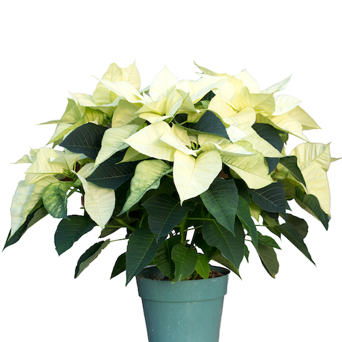 White Poinsettias - 4.5 inch