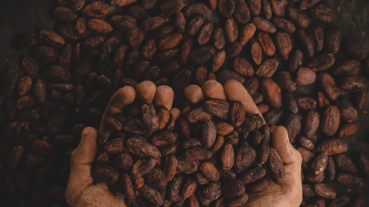 Ghana Opens 2026/27 Cocoa Season With Higher Producer Price