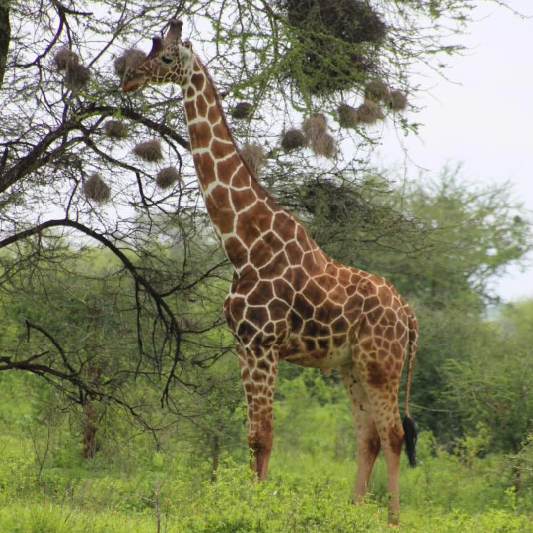 Imagine traveling in Kenya on a private plane while visiting three national parks, including a conservatory and the Maasai Mara.