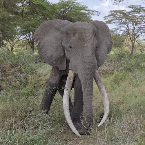 Kenia es un destino mágico y Angama es una experiencia mágica. 