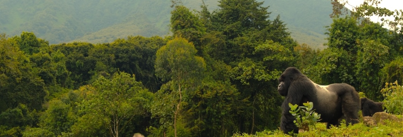 Rwanda: Donde el Propósito, la Naturaleza y el Lujo se Encuentran