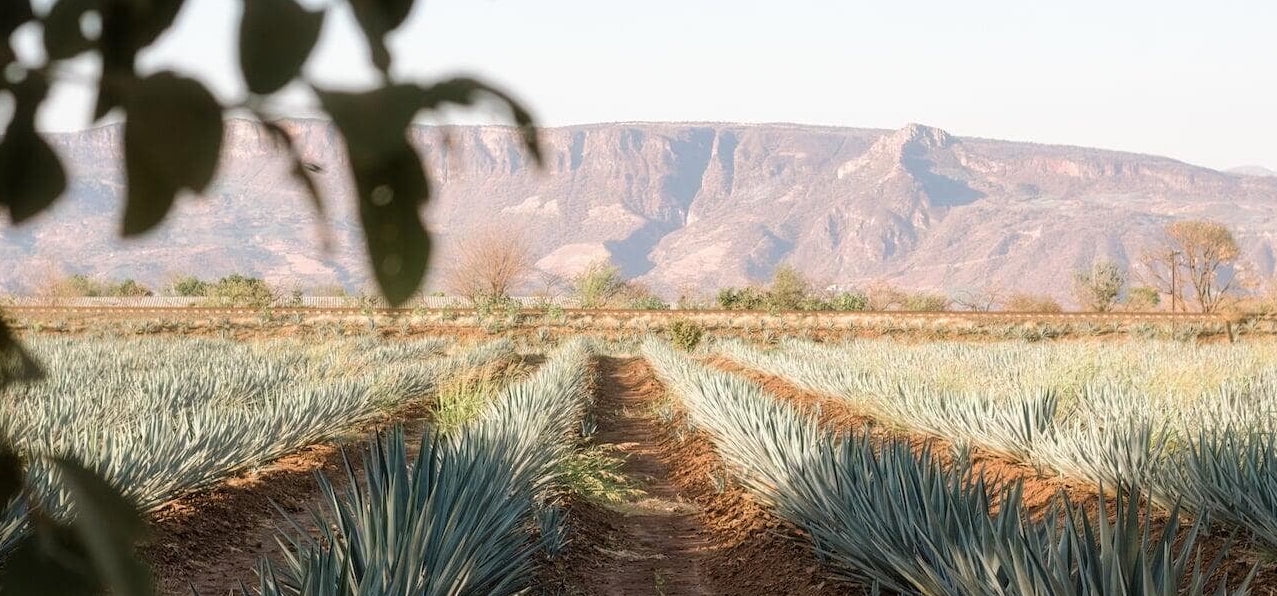 Valle de Guadelupe y Guadalajara FAM  ​con SOL Travel DMC Mexico