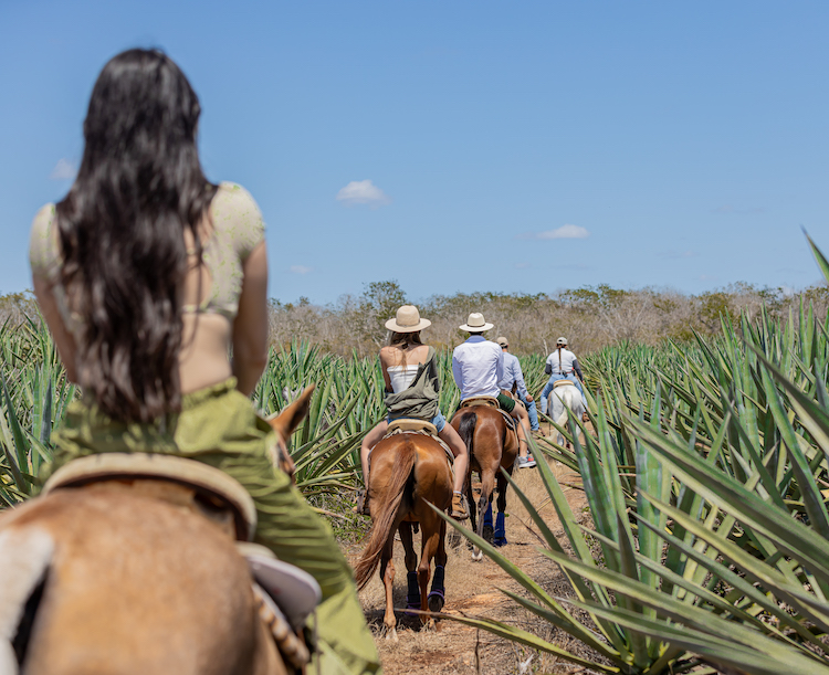 Un glamping en Yucatán inmerso entre campos de Henequén 