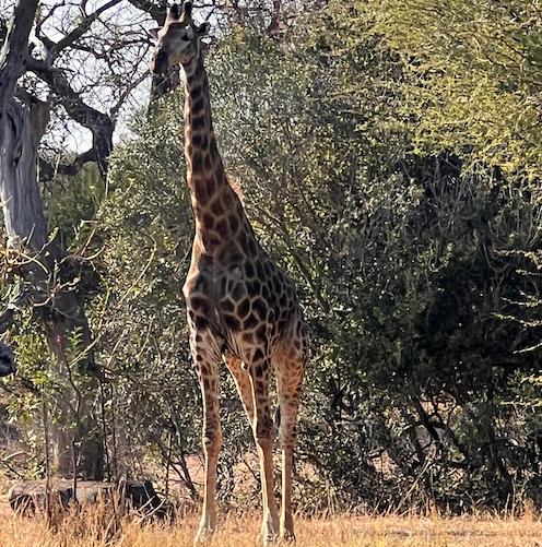 Un Viaje de Verano Inolvidable: Mis Aventuras en África