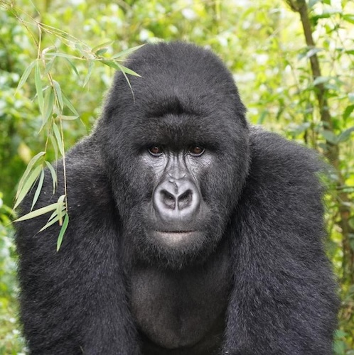 Rwanda: Donde el Propósito, la Naturaleza y el Lujo se Encuentran