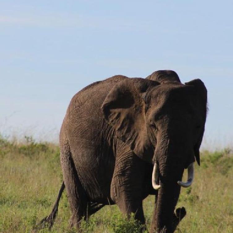 Imagine traveling in Kenya on a private plane while visiting three national parks, including a conservatory and the Maasai Mara.