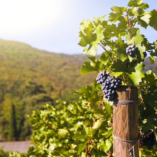La revolución del vino en Mexico ya llegó.
