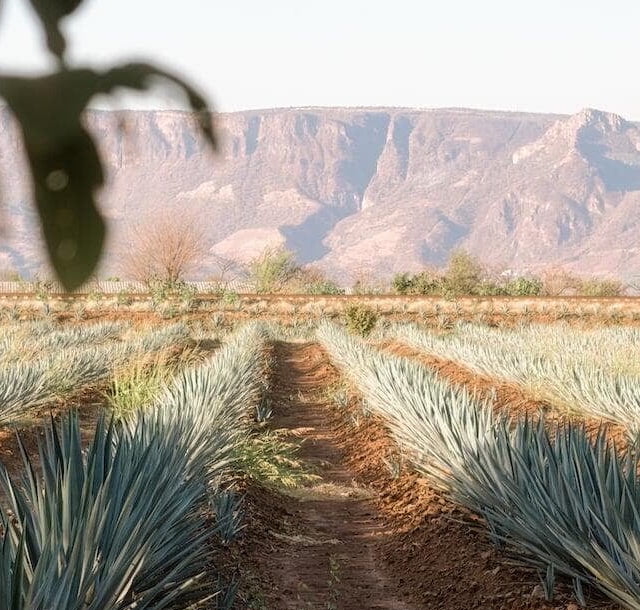 Valle de Guadelupe y Guadalajara FAM  ​con SOL Travel DMC Mexico