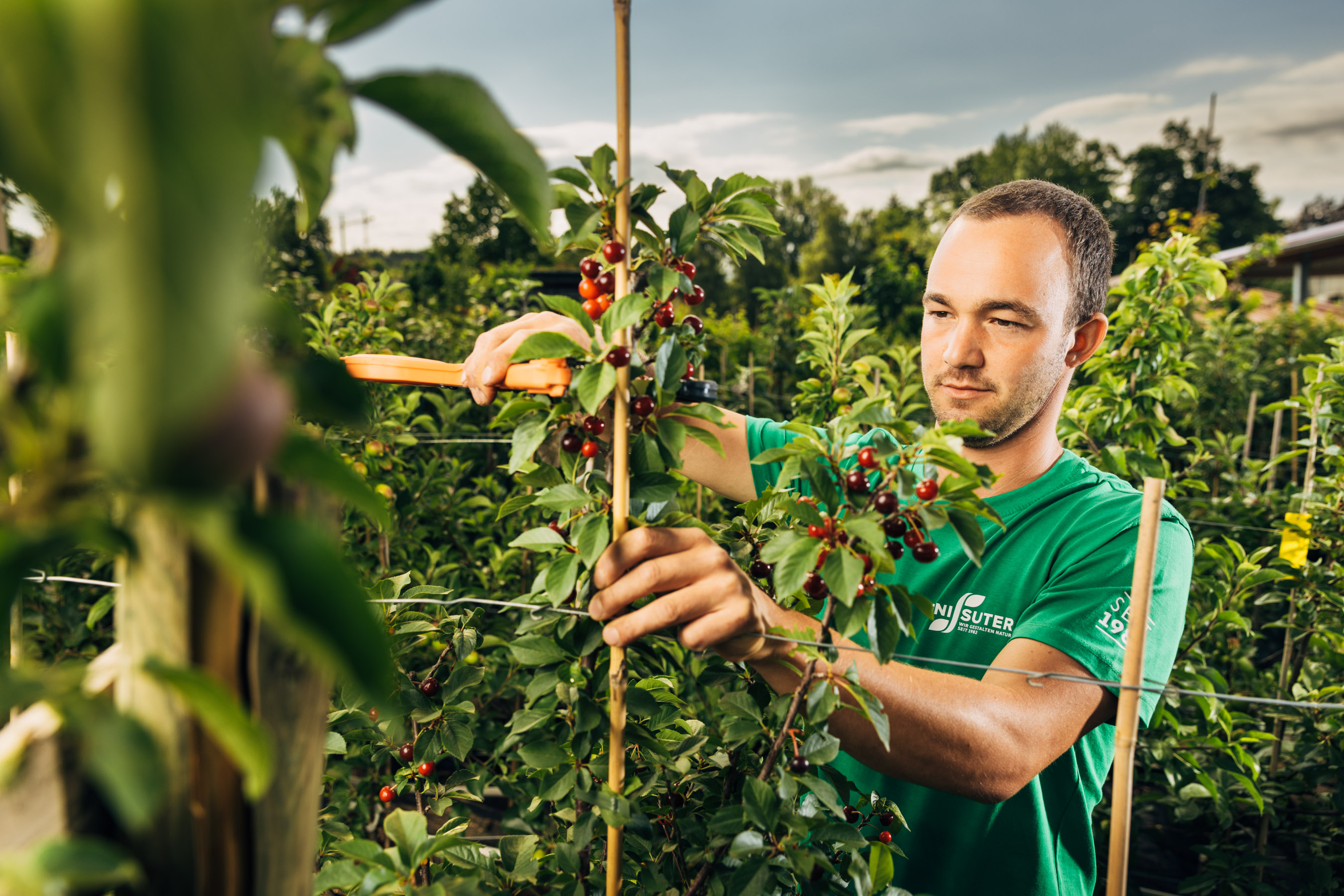 Gärtner*in EFZ Fachrichtung Pflanzenproduktion Spezialisierung Baumschule - Bild 1