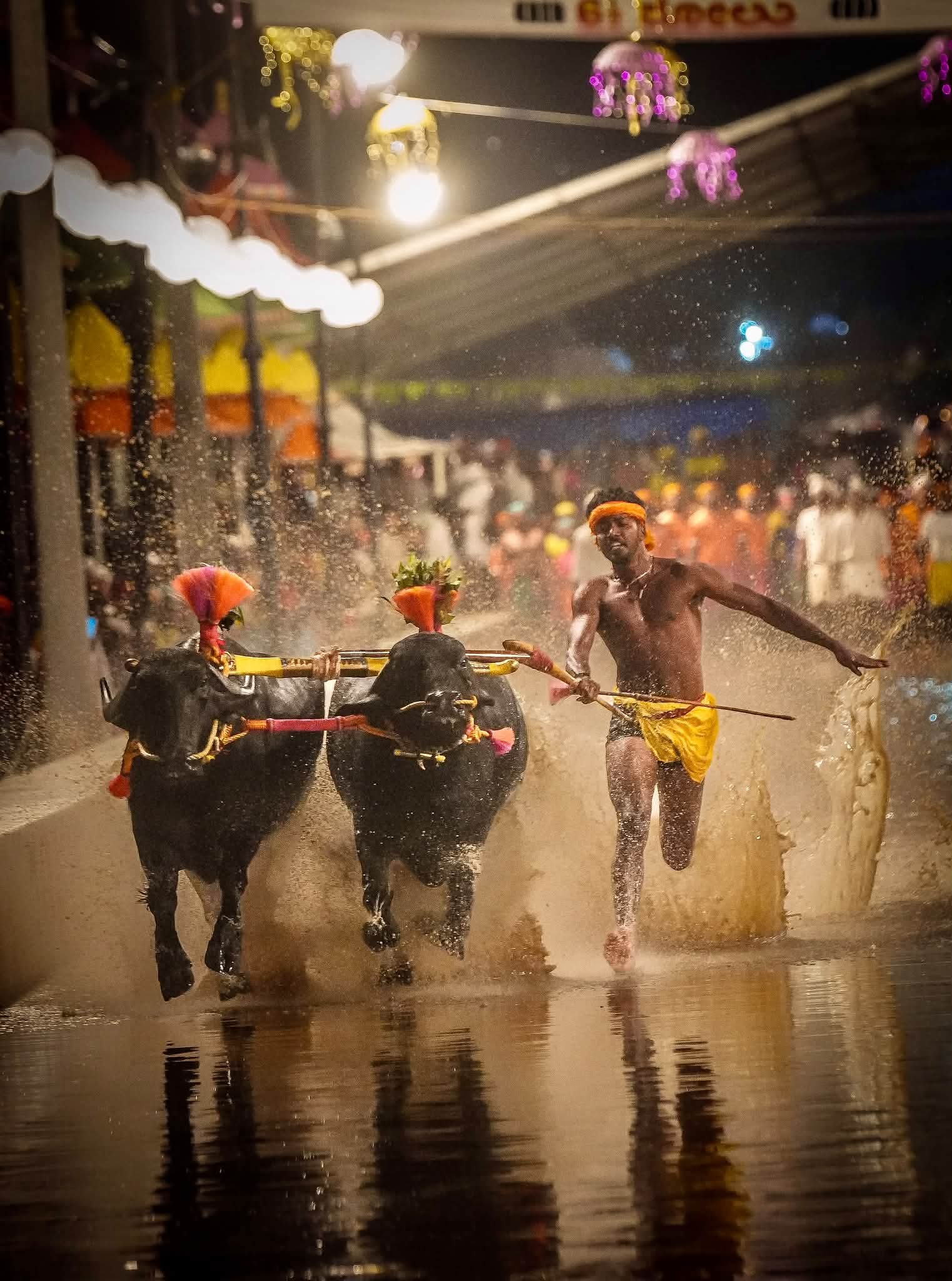ಮೈಸೂರು ದಸರಾದಲ್ಲಿ ಮೊದಲ ಬಾರಿಗೆ ಕಂಬಳ: ನಾಡಹಬ್ಬದ ಕಣದಲ್ಲಿ ಕರಾವಳಿಯ ವೈಭವಕ್ಕೆ ಮೆರುಗು!