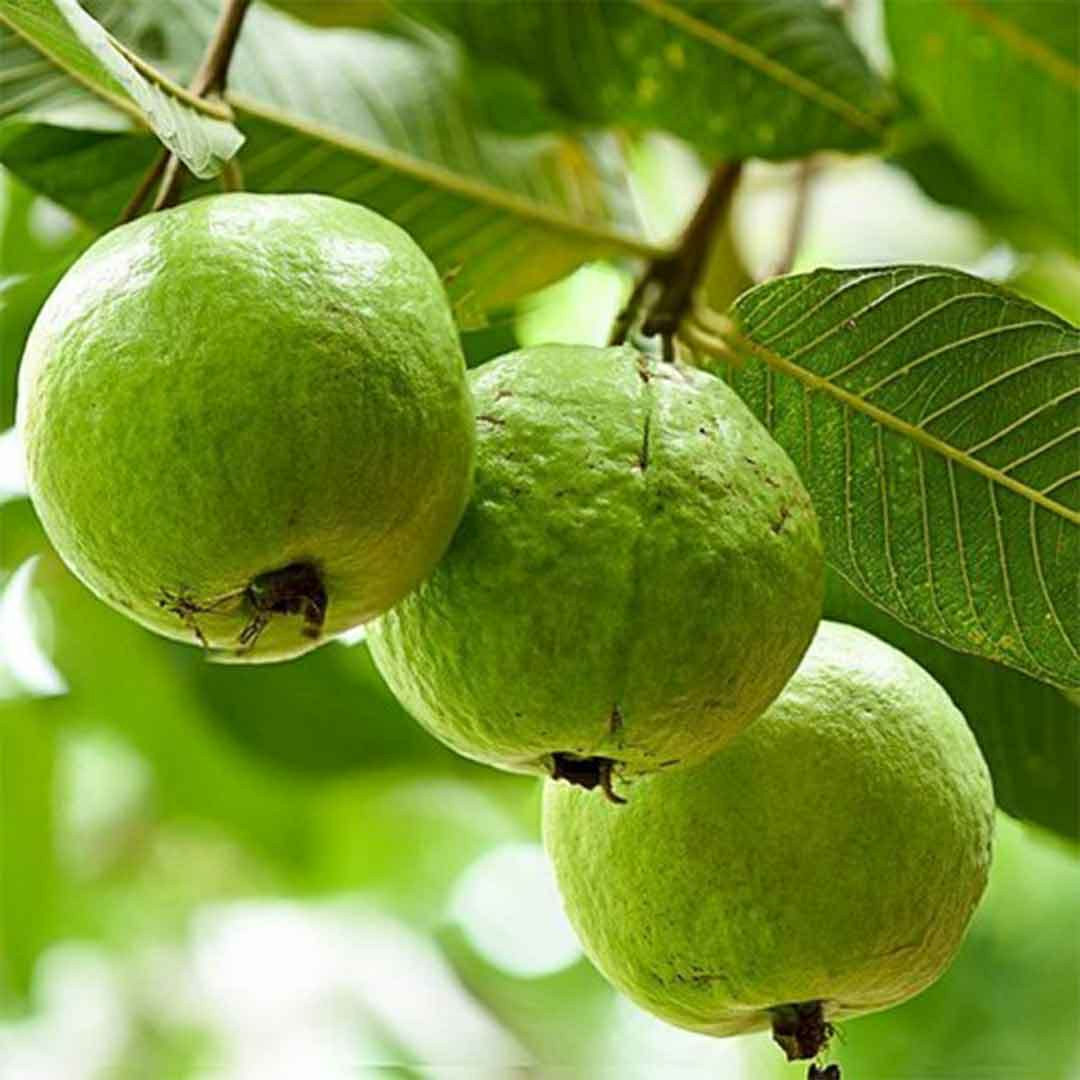 Taiwan Guava: A Nutritional Powerhouse from Bilva Farms